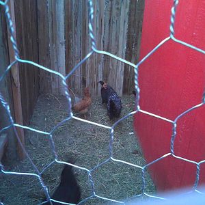 Chickens enjoying new run - back of coop