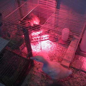 Mock cage for baby chicks