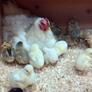 Snowfire with her mostly stolen brood