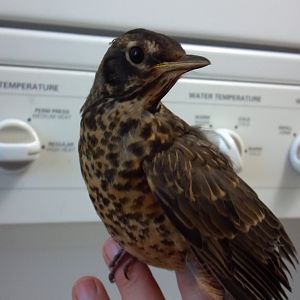 Baby Robin with a broken leg found me and lived with a splint  in my house for several weeks before recovering and being released.