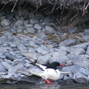 Common merganser, male.  I've been trying for two summers to catch a female with her babies on her back...no luck so far.