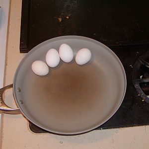 From left Faverolle, probably Faverolle, Ancona, Ancona