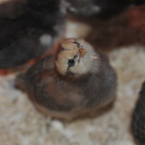 eyrin one of our americuanas as a chick