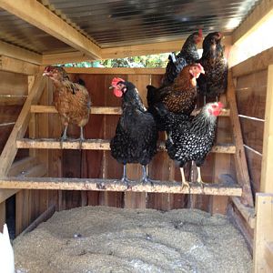 the girls in the coop