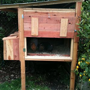 the coop before the downstairs was finished