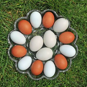 easter eggs no dye!!!