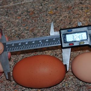 a really big egg from our maran