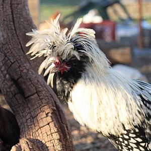 Elvis gives me the stinkeye.