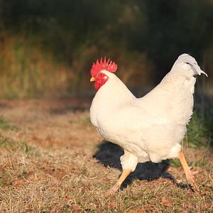 Mars has his wings full when his girls split into two groups, forcing him to go back and forth, back and forth, just to keep an eye on things.