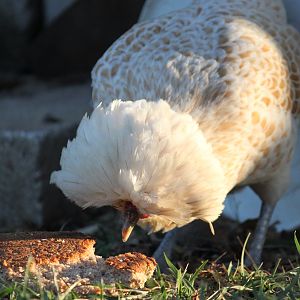 Bubbles enjoys some stale bread.