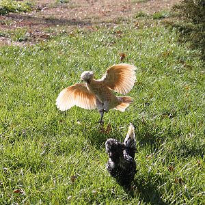 Chicky Gaga takes flight, Aretha Chicken runs