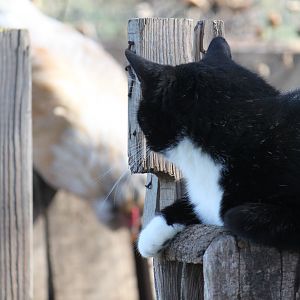 Patrick the Cat keeps an eye on Cream Puff