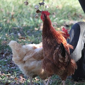 Eating sunflower seeds
