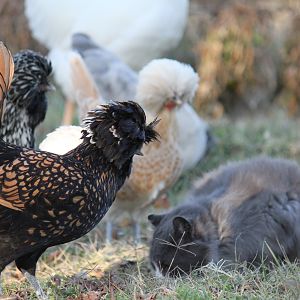 a mob of Polish harasses C'zer the cat.