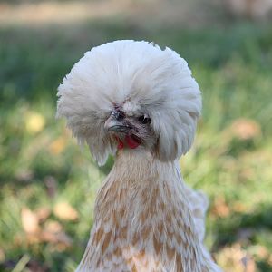 Chicky Gaga looks fabulous