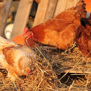 They were all more interested in eating my set than posing on it.