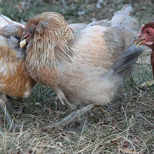 CRASH!  Chipmunk shoulda zigged instead of zagged.