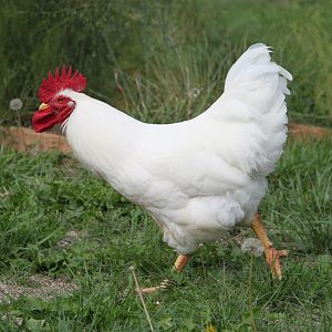 Watch that wattle SWING!