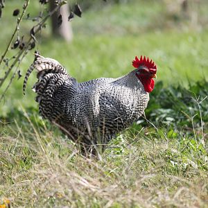 Milton the buttface.