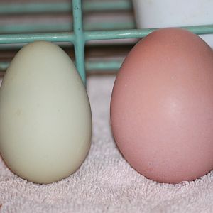 Can you spot the difference?