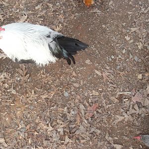 2012 cockerel, top view