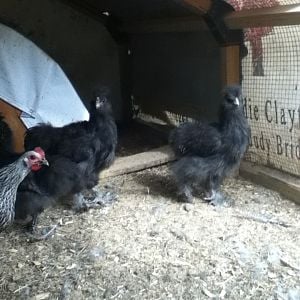 Bearded blue roo and pullet