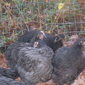 10 weeks.
upper left: blue cockerel
Upper right: black pullet ?
lower left: blue runt pullet?
lower right: black pullet