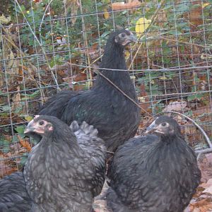 10 weeks.
lower left: blue runt pullet?
lower right: black pullet
upper middle: black pullet?
