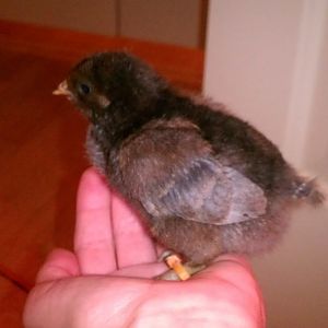 Black/Chock/Lav? Orpington Project Chick #2 (Buff x Lavender)