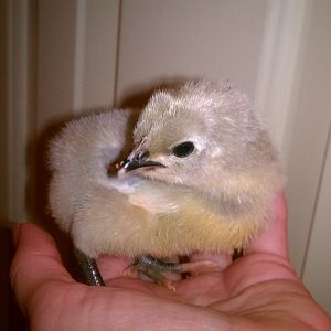 Mercy:  Lavender Orpington