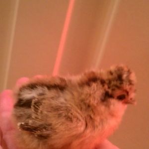 Partridge Silkie #2