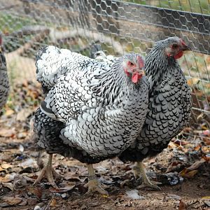 Copernicus the rooster and his ladies. Flock #1