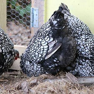 Silver laced flock #2