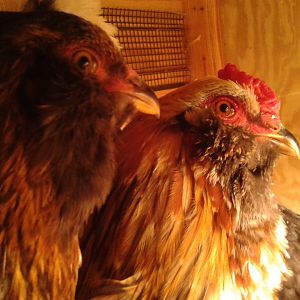 Soren and Sir Peep the Roo with Eyebrows, who's eyebrows have sadly dissapeared under his other color feathers. Still waiting for Soren's first egg! 11/18/12