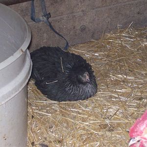 Silver Birchen Orpington pullet.