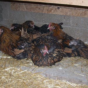 Golden Laced Orpington group - some are English imports and some our my own creation.
