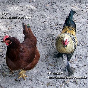 Twinkie is a rooster, not a hen.  lol!