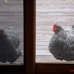 These barred rocks are the same age, a while back I was wondering if we had gotten 2 rooster out of the 3. Seems to look like a rooster on the right.