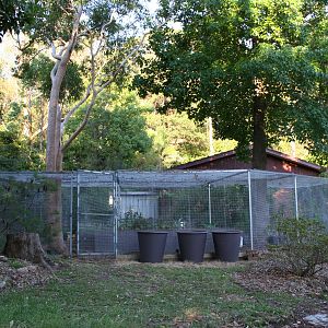 Veggie garden - raised brick beds with galvanised steel frame and wire netting