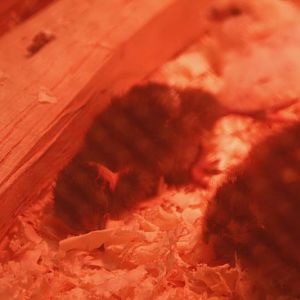 Ahhhh... that heat feels nice...