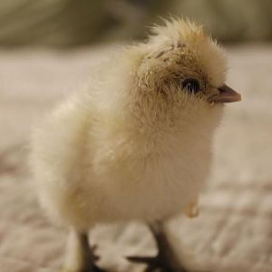Sizzle chick - 1 day old