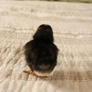 Barred Plymouth Rock - 1 day old