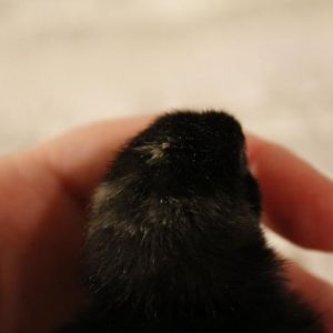 Barred Plymouth Rock - 1 day old