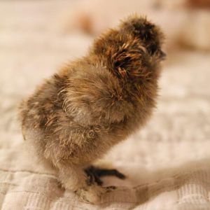 Partridge Silkie - 1 day old