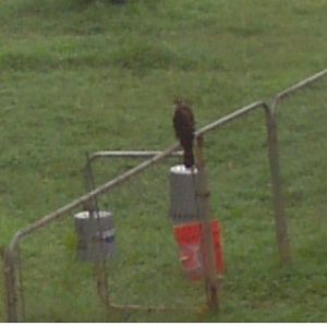 I looked out of my window one morning and look what I found sitting on my chicken yard fence! They have two yards, one covered and this one. I am always out with them when they are in this one and this is why! That hawk knows there is a tasty meal that will wander around there soon!