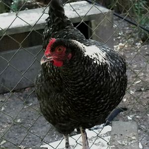 Cuckoo pullet