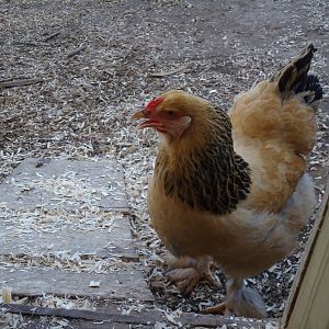 This is Lady. She is the oldest of my chickens and my only Brahma.  She was given to us from a friend.