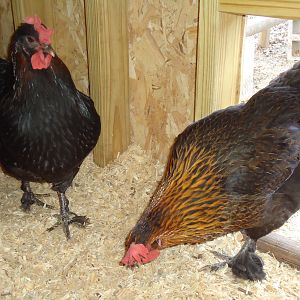 My two black copper maran hens; Sunshine on the left, Ruby on the right.