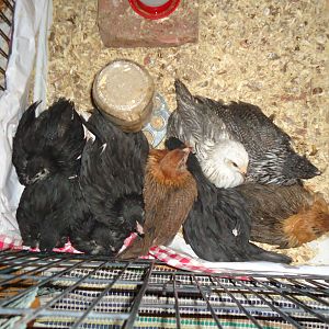 The 9 chicks huddled in the corner