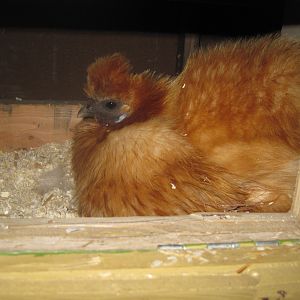 Apricot sitting on 6 eggs
